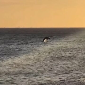 Golfinhos dão show ao pôr do sol no Rio Vermelho