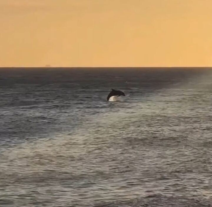 Golfinhos são flagrados no mar do Rio Vermelho durante o pôr do sol; veja vídeo