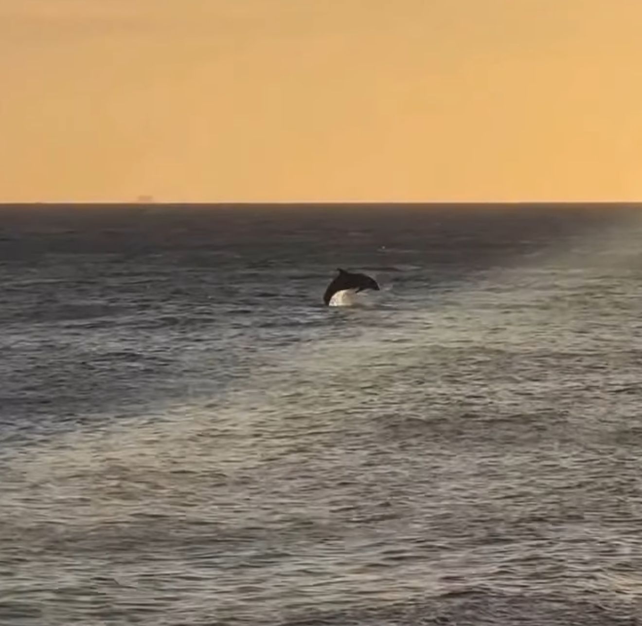 Golfinhos são flagrados no mar do Rio Vermelho durante o pôr do sol; veja vídeo