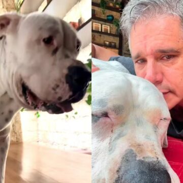 Marcio Garcia chora ao anunciar a morte de cão, diagnosticado com linfoma