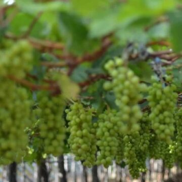 Vale do São Francisco é responsável por 20% da produção de espumantes no Brasil