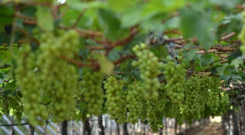 Vale do São Francisco é responsável por 20% da produção de espumantes no Brasil