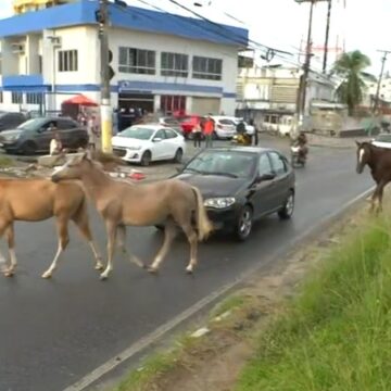 Mais de 150 cavalos foram retirados das vias de Salvador em 2025; veja como denunciar maus-tratos