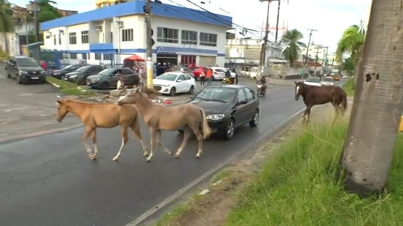 Mais de 150 cavalos foram retirados das vias de Salvador em 2025; veja como denunciar maus-tratos