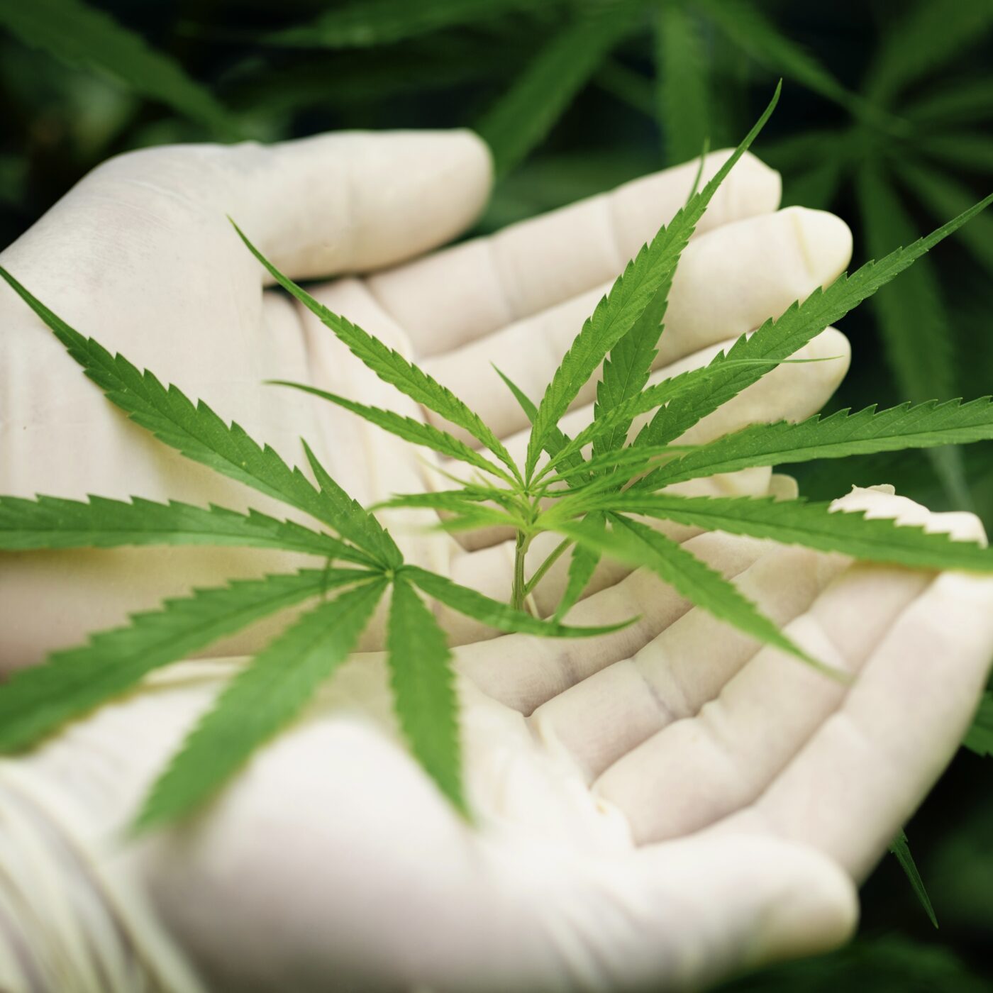 Anvisa propõe regras para cultivo de cannabis medicinal no Brasil; entenda