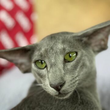 Mostra de gatos promove experiência educativa gratuita em Lauro de Freitas