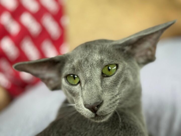 Mostra de gatos promove experiência educativa gratuita em Lauro de Freitas