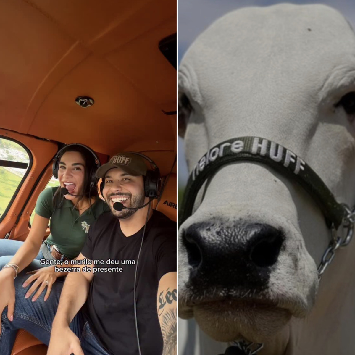 Murilo Huff presenteia a noiva com bezerra da vaca mais cara do mundo: ‘Chique’