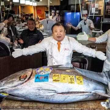 Japonês paga R$ 17 milhões por atum raro de 243 quilos