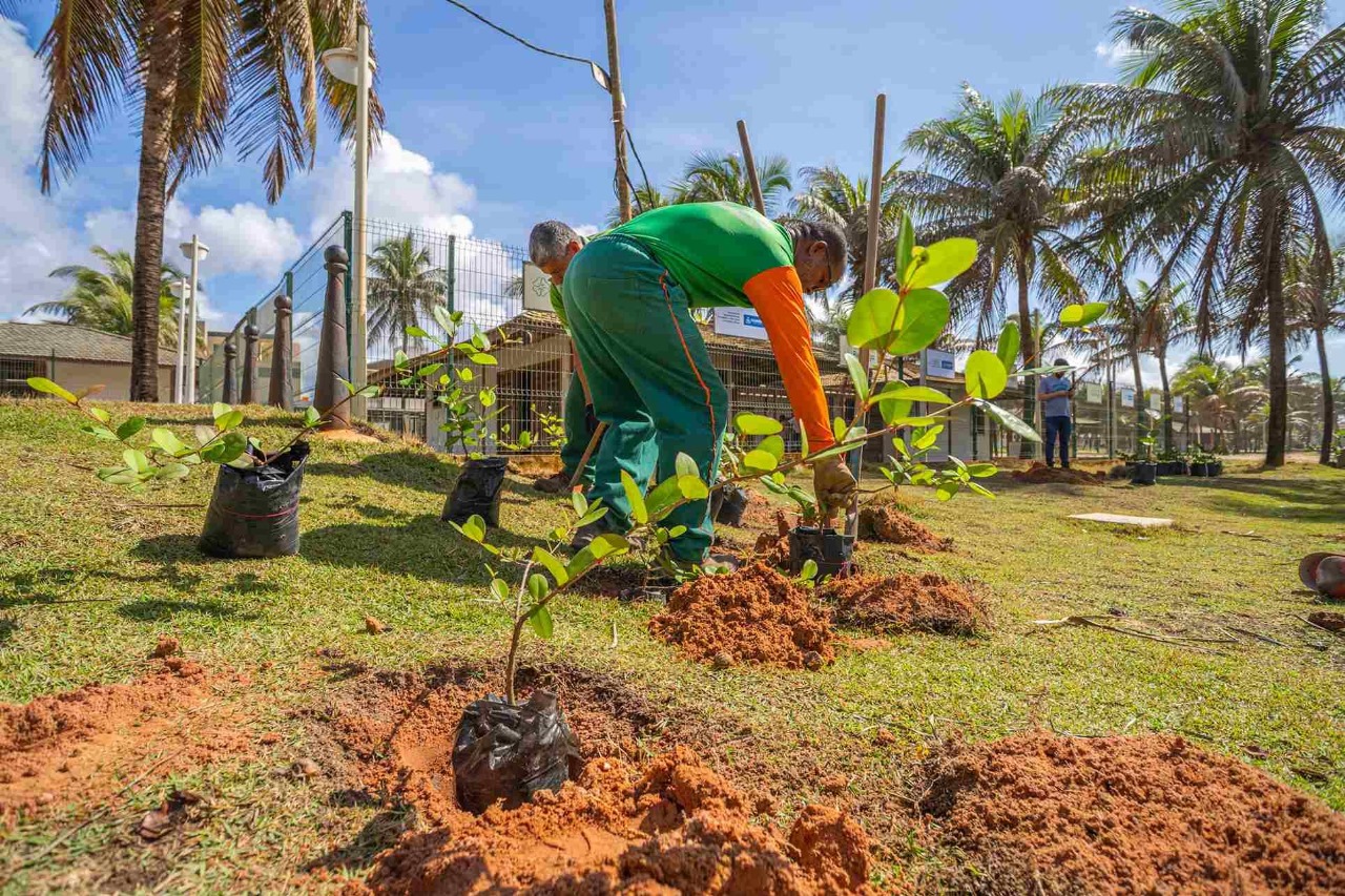 Salvador conquista destaque em lista de cidades com melhores transparência climática e gestão ambiental