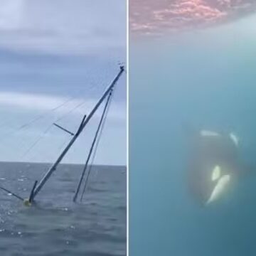 Orcas que afundam barcos na Espanha desenvolveram linguagem própria nunca ouvida antes