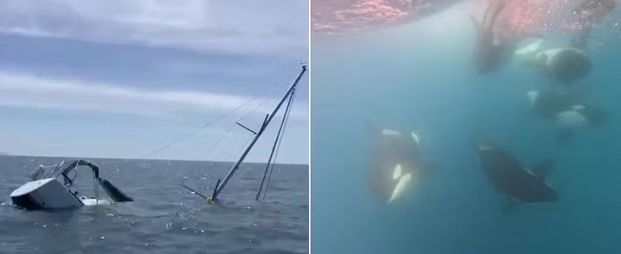 Orcas que afundam barcos na Espanha desenvolveram linguagem própria nunca ouvida antes