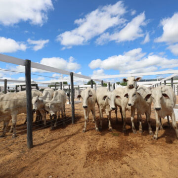 Com diversificação e liderança nacional, pecuária baiana projeta crescimento em 2026