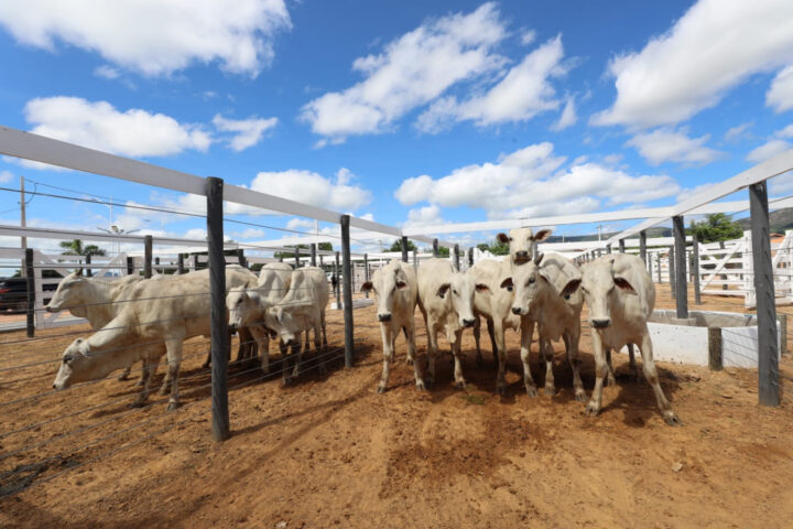 Com diversificação e liderança nacional, pecuária baiana projeta crescimento em 2026