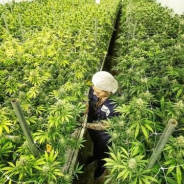 Anvisa aprova cultivo de cannabis por empresas e amplia acesso a terapias no Brasil