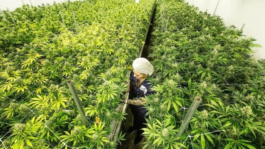 Anvisa aprova cultivo de cannabis por empresas e amplia acesso a terapias no Brasil