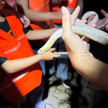 Inscrições para o Zoo noturno em Salvador são abertas neste fim de semana