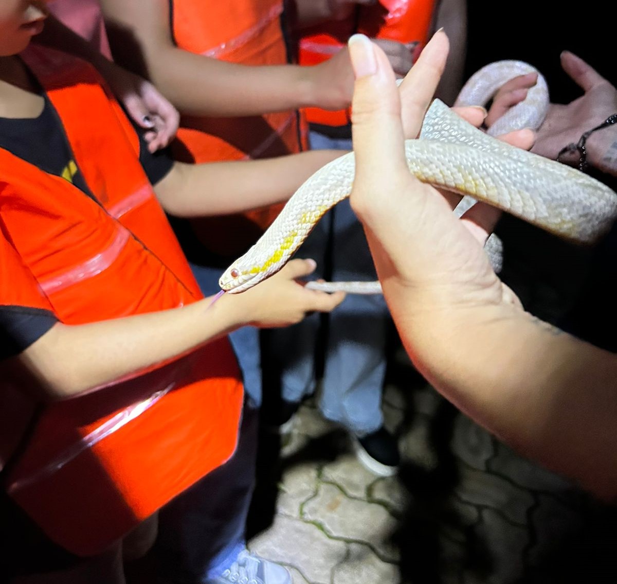 Inscrições para o Zoo noturno em Salvador são abertas neste fim de semana