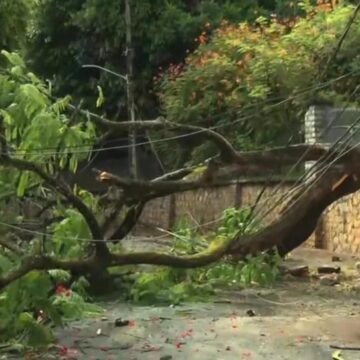 Árvore cai em mansão histórica da Barra e compromete fornecimento de energia