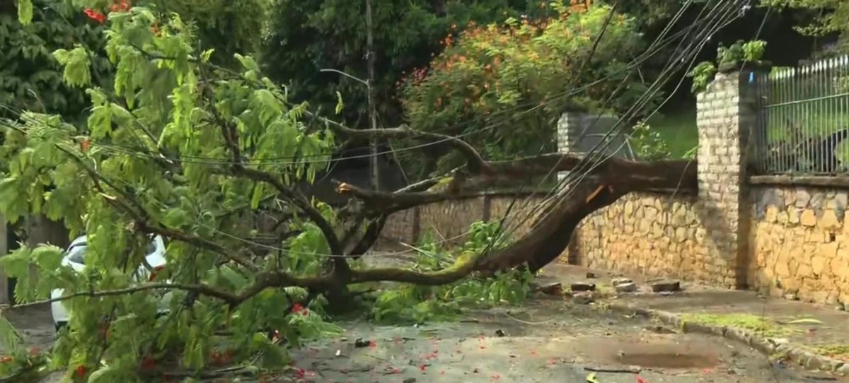 Árvore cai em mansão histórica da Barra e compromete fornecimento de energia