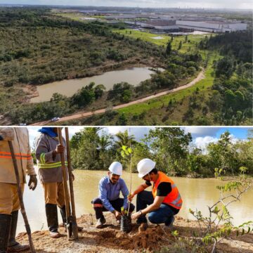 Ação da BYD planta mais de 15 mil mudas nativas em Camaçari; meta é de 40 mil até 2027