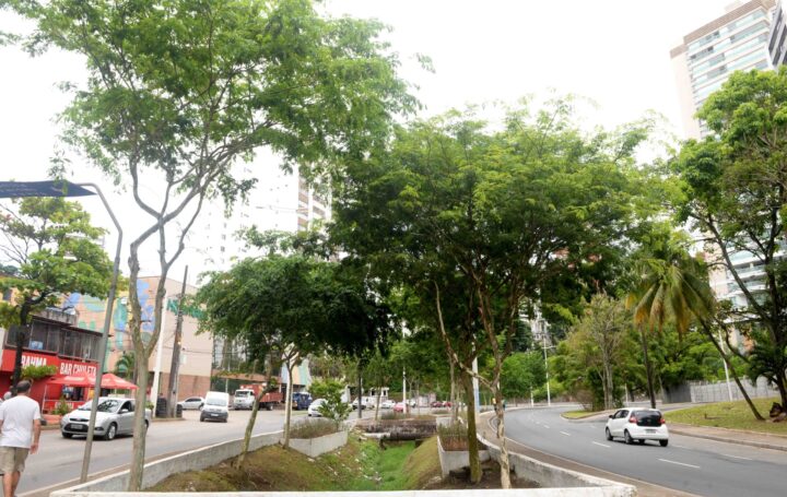Com investimentos em áreas verdes, Prefeitura amplia arborização de ruas e avenidas em Salvador