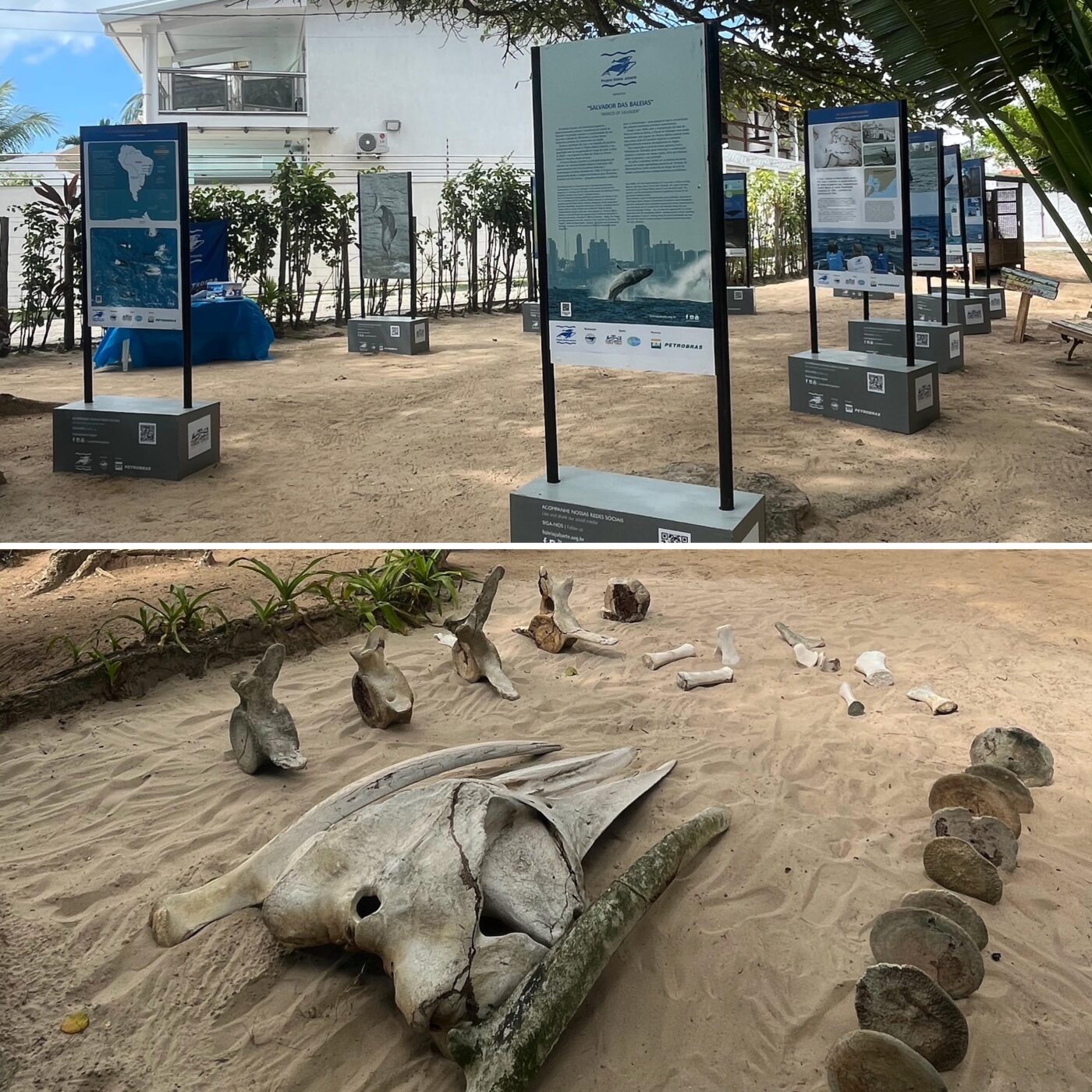 Exposição gratuita em Vera Cruz resgata história das baleias jubarte na Baía de Todos-os-Santos