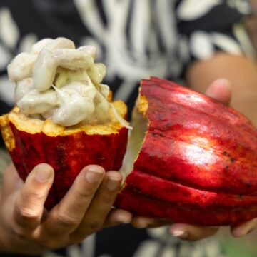 Brasil suspende importação de cacau da Costa do Marfim após articulação liderada pela Bahia