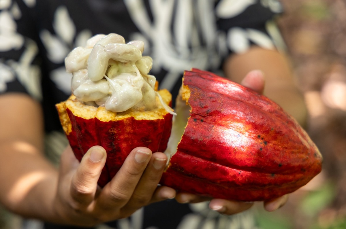 Brasil suspende importação de cacau da Costa do Marfim após articulação liderada pela Bahia