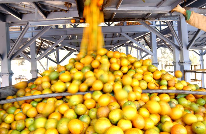 Bahia segue entre os maiores produtores agrícolas do Brasil e lidera alta nas exportações de frutas