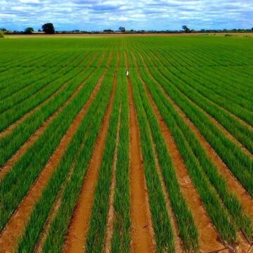 Cidade baiana é reconhecida como “Capital Estadual da Cebola”