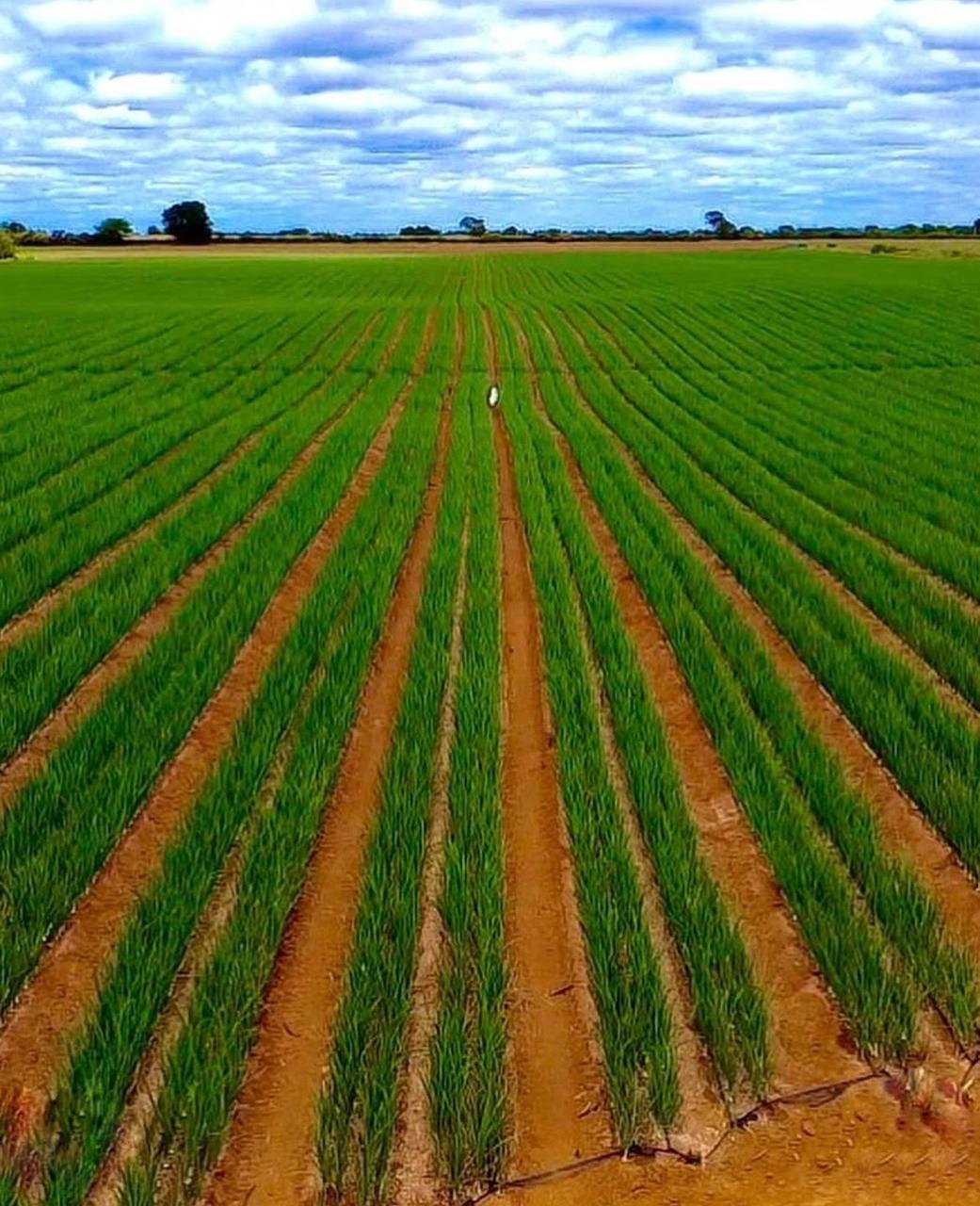 Cidade baiana é reconhecida como “Capital Estadual da Cebola”