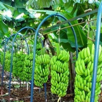 Banana de Bom Jesus da Lapa recebe certificação nacional de Indicação Geográfica