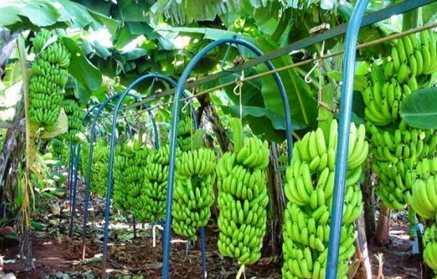Banana de Bom Jesus da Lapa recebe certificação nacional de Indicação Geográfica