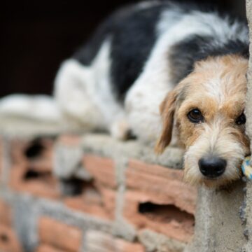 Projeto na ALBA propõe criação de delegacia especializada contra maus-tratos aos animais