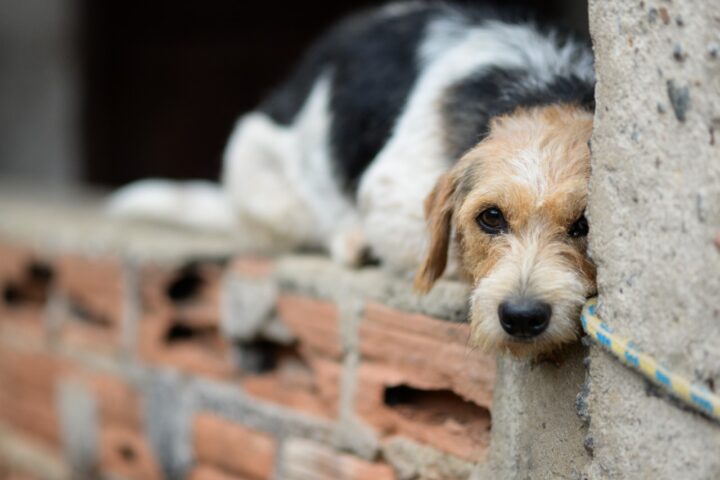 Projeto na ALBA propõe criação de delegacia especializada contra maus-tratos aos animais