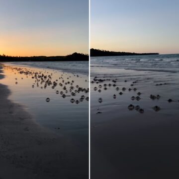 Andada de caranguejos guaiamuns cria espetáculo natural em Boipeba