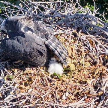 Nascimento raro de harpia gigante é registrado no sul da Bahia; ave está entre as maiores do mundo