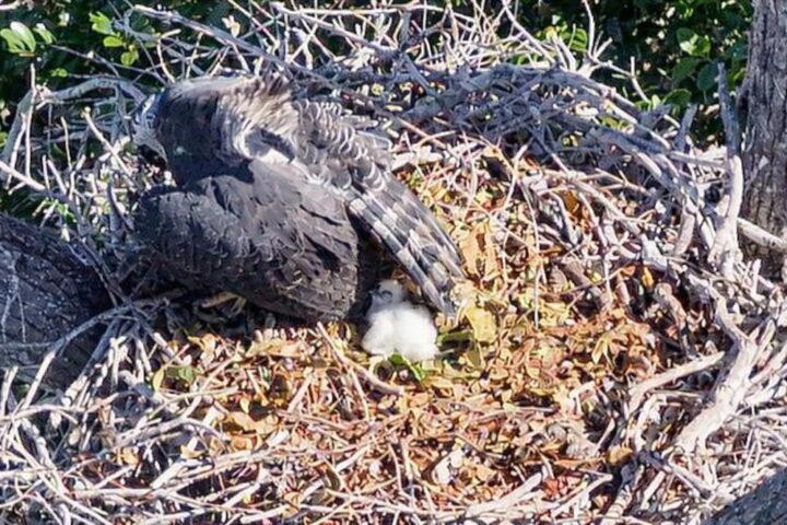 Nascimento raro de harpia gigante é registrado no sul da Bahia; ave está entre as maiores do mundo