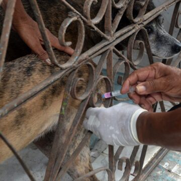 Vacinação antirrábica é realizada em quatro bairros de Salvador; confira cronograma