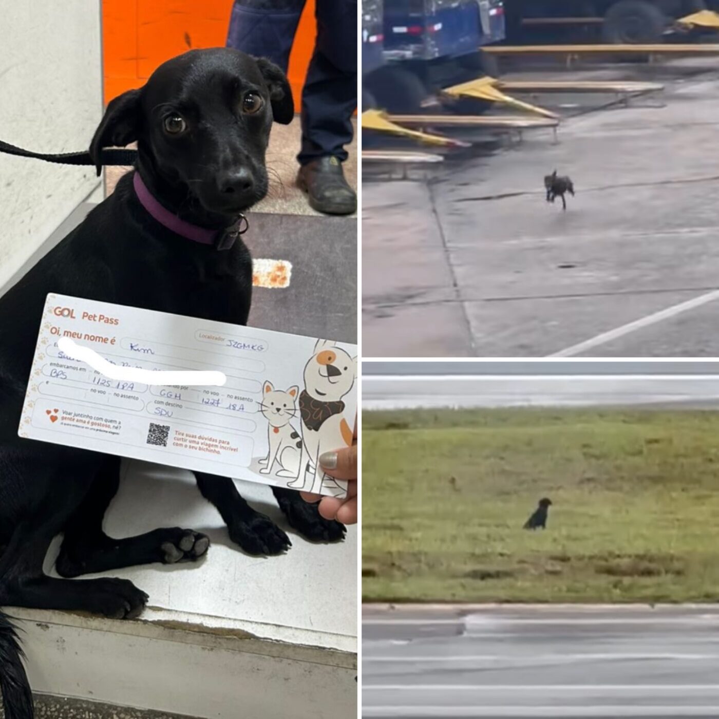 Cadela adotada na Bahia escapa para pista e paralisa Aeroporto de Congonhas