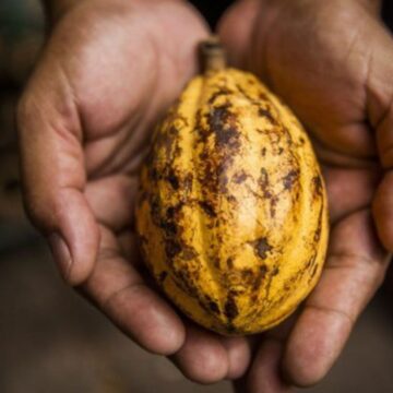 Nova medida do governo reduz prazo para importação de cacau e fortalece produção na Bahia