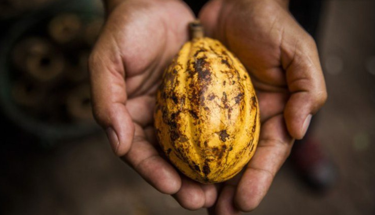 Nova medida do governo reduz prazo para importação de cacau e fortalece produção na Bahia
