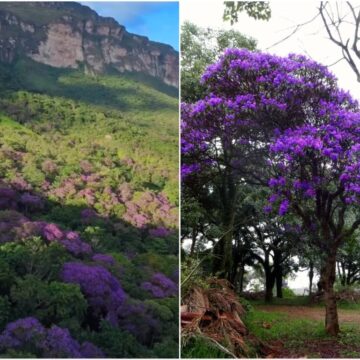 Quaresmeiras florescem na Chapada Diamantina e pintam paisagem de roxo; veja vídeo