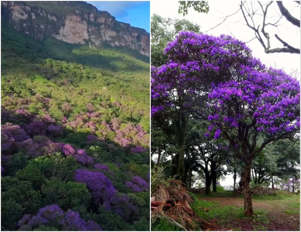 Quaresmeiras florescem na Chapada Diamantina e pintam paisagem de roxo; veja vídeo
