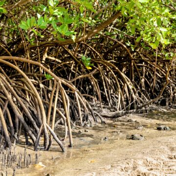 Bahia se destaca na preservação de manguezais no Brasil, aponta levantamento