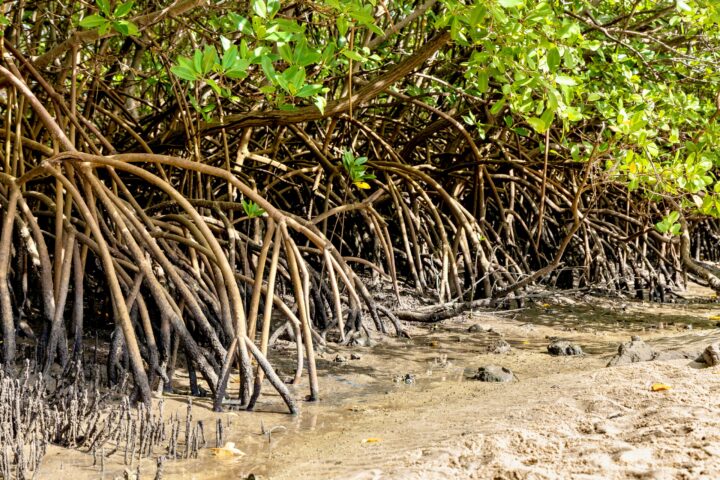 Bahia se destaca na preservação de manguezais no Brasil, aponta levantamento