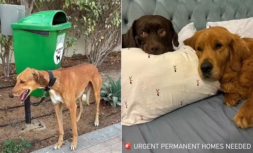 Imigrantes estão optando por eutanásia em pets para fugir de Dubai em meio a bombardeios