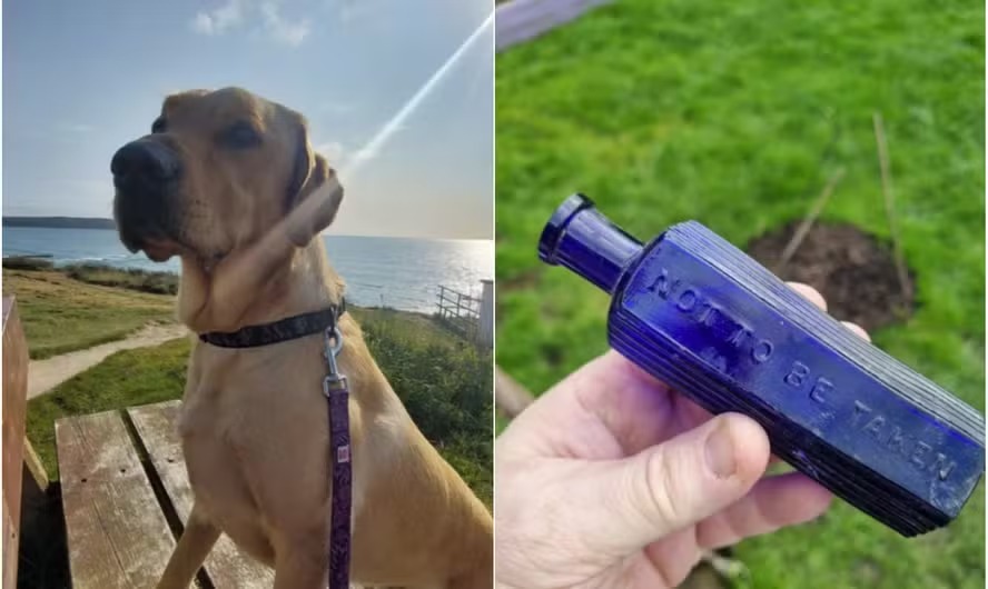 Cachorro encontra garrafa de ‘veneno’ que pode ajudar a decifrar assassinato de 160 anos