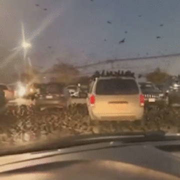 Milhares de corvos invadem céu de Tel Aviv, em Israel: ‘Presságio de catástrofe’